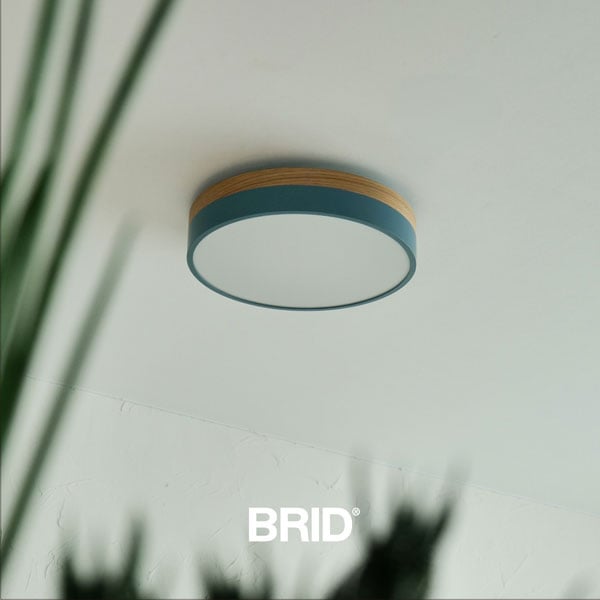 BRID TOP画像